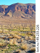 in   valley  morocco         africa the atlas dry  mountain   ground isolated hill . Стоковое фото, агентство Ingram Publishing / Фотобанк Лори
