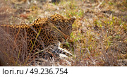 blur in south africa kruger natural park wild leopard resting after hounting. Стоковое фото, агентство Ingram Publishing / Фотобанк Лори