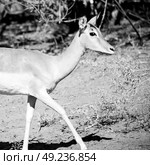 in kruger parck south africa wild impala in the winter bush. Стоковое фото, агентство Ingram Publishing / Фотобанк Лори