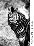blur in south africa   mlilwane wildlife  nature  reserve and wild zebra. Стоковое фото, агентство Ingram Publishing / Фотобанк Лори
