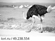 blur in south africa   mlilwane wildlife  nature  reserve and  wild ostrich. Стоковое фото, агентство Ingram Publishing / Фотобанк Лори