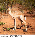 in kruger parck south africa wild impala in the winter bush. Стоковое фото, агентство Ingram Publishing / Фотобанк Лори