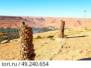 in   valley  morocco   africa the atlas dry mountain ground isolated hill . Стоковое фото, агентство Ingram Publishing / Фотобанк Лори