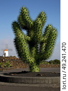plastic cactus windmills in  isle of lanzarote africa spain   and the sky . Стоковое фото, агентство Ingram Publishing / Фотобанк Лори