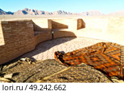 blur in iran antique palace and   caravanserai old contruction for travel people. Стоковое фото, агентство Ingram Publishing / Фотобанк Лори