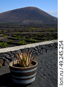 cactus  viticulture  winery lanzarote spain la geria vine screw grapes wall crops  cultivation . Стоковое фото, агентство Ingram Publishing / Фотобанк Лори