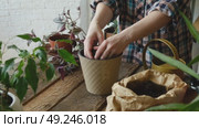 Woman replanting houseplant adding expanded clay into new pot. Стоковое видео, видеограф Маргарита Кирьякова / Фотобанк Лори
