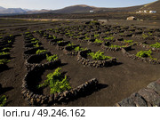 cultivation home viticulture  winery lanzarote spain la geria vine screw grapes wall crops  barrel. Стоковое фото, агентство Ingram Publishing / Фотобанк Лори