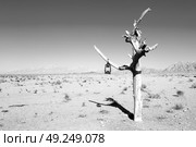 in iran blur old dead tree in the empty desert of persia lamp oil on branch. Стоковое фото, агентство Ingram Publishing / Фотобанк Лори