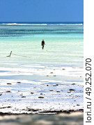 people and seaweed in the  blue lagoon relax  of zanzibar africa. Стоковое фото, агентство Ingram Publishing / Фотобанк Лори
