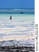 people and seaweed in the  blue lagoon relax  of zanzibar africa. Стоковое фото, агентство Ingram Publishing / Фотобанк Лори