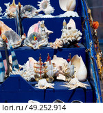 full in market old table shell and sealife in sale. Стоковое фото, агентство Ingram Publishing / Фотобанк Лори