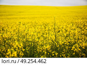blur in south africa close up of the colza yellow field like   texture background. Стоковое фото, агентство Ingram Publishing / Фотобанк Лори