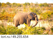 blur in south africa   kruger  wildlife  nature  reserve and  wild elephant. Стоковое фото, агентство Ingram Publishing / Фотобанк Лори