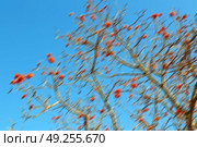 in south africa close up of erythrina lysistemon flower plant and clear sky. Стоковое фото, агентство Ingram Publishing / Фотобанк Лори