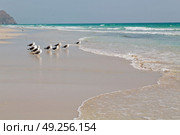 the mountain and sea seagull full  in oman coastline of salalah . Стоковое фото, агентство Ingram Publishing / Фотобанк Лори