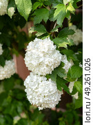 White viburnum opulus roseum flower cluster on green bush outdoors. Стоковое фото, фотограф Elena Grishina / Фотобанк Лори