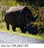 blur in south africa   kruger  wildlife    nature  reserve and  wild rhinoceros. Стоковое фото, агентство Ingram Publishing / Фотобанк Лори