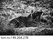 blur in south africa kruger natural park wild leopard resting after hounting. Стоковое фото, агентство Ingram Publishing / Фотобанк Лори