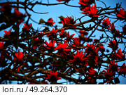 in south africa close up of erythrina lysistemon flower plant and clear sky. Стоковое фото, агентство Ingram Publishing / Фотобанк Лори