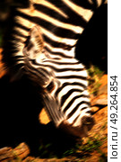 blur in south africa   mlilwane wildlife  nature  reserve and wild zebra. Стоковое фото, агентство Ingram Publishing / Фотобанк Лори