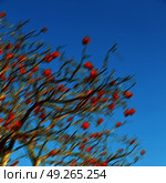 in south africa close up of erythrina lysistemon flower plant and clear sky. Стоковое фото, агентство Ingram Publishing / Фотобанк Лори