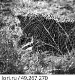 blur in south africa kruger natural park wild leopard resting after hounting. Стоковое фото, агентство Ingram Publishing / Фотобанк Лори