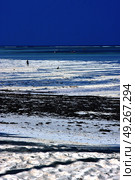 people and seaweed in the  blue lagoon relax  of zanzibar africa. Стоковое фото, агентство Ingram Publishing / Фотобанк Лори
