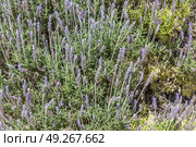 Horizontal photo of green lavender plants with blue flowers. Стоковое фото, фотограф Татьяна Куклина / Фотобанк Лори