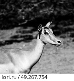 in kruger parck south africa wild impala in the winter bush. Стоковое фото, агентство Ingram Publishing / Фотобанк Лори