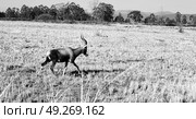 in kruger parck south africa wild impala in the winter bush. Стоковое фото, агентство Ingram Publishing / Фотобанк Лори