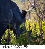 blur in south africa   kruger  wildlife    nature  reserve and  wild rhinoceros. Стоковое фото, агентство Ingram Publishing / Фотобанк Лори