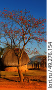 blur in swaziland   mlilwane wildlife   nature  reserve mountain and tree. Стоковое фото, агентство Ingram Publishing / Фотобанк Лори
