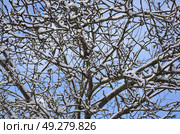 Tree branches under snow. Стоковое фото, фотограф Andrew_Swarga / Фотобанк Лори