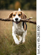 Happy Beagle Retrieves Stick in a Sunny Field During Early Afternoon. Стоковое AI-изображение, AI-художник Юлия Гапеенко / Фотобанк Лори