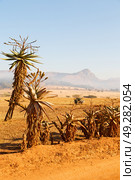 blur in swaziland   mlilwane wildlife  nature  reserve mountain and tree. Стоковое фото, агентство Ingram Publishing / Фотобанк Лори