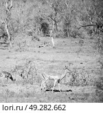 blur  in kruger parck south africa wild impala in the winter bush. Стоковое фото, агентство Ingram Publishing / Фотобанк Лори