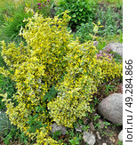 Бересклет Форчуна, сорт Emerald Gold  (Euonymus fortunei). Сад. Стоковое фото, фотограф Ирина Борсученко / Фотобанк Лори