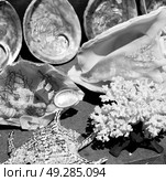 full in market old table shell and sealife in sale. Стоковое фото, агентство Ingram Publishing / Фотобанк Лори