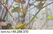 Symbiosis of ants and aphids. The ant tickles the aphid with its antennae, and it secretes a drop of sweet liquid. Ants graze and protect aphids from their enemies. Стоковое видео, видеограф Андрей Жигальцов / Фотобанк Лори