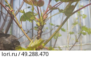 Symbiosis of ants and aphids. The ant tickles the aphid with its antennae, and it secretes a drop of sweet liquid. Ants graze and protect aphids from their enemies. Стоковое видео, видеограф Андрей Жигальцов / Фотобанк Лори