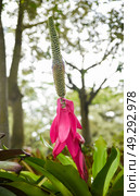 Bright pink bracts and tall inflorescence of Vriesea imperialis (imperial bromeliad) rising from green rosette leaves in a tropical garden. Стоковое фото, фотограф Татьяна Терехина / Фотобанк Лори