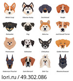 Purebred Dogs Faces Icon Set. Purebred dogs faces icon set with welsh corgi Siberian husky Rottweiler Dalmatian akita inu breeds vector illustration. Стоковая иллюстрация, агентство Ingram Publishing / Фотобанк Лори