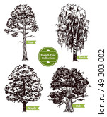 Sketch Tree Set. Four various deciduous sketch trees set with pine maple birch and oak isolated on white background doodle vector illustration. Стоковая иллюстрация, агентство Ingram Publishing / Фотобанк Лори