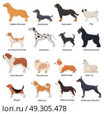 Profile Dogs Icon Set. Colored profile dogs icon set with golden retriever pug beagle jack Russell terrier and other breeds vector illustration. Стоковая иллюстрация, агентство Ingram Publishing / Фотобанк Лори