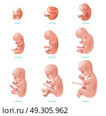 Human Fetus Inside Icon Set. Colored and isolated human fetus inside set development of pregnancy week by week vector illustration. Стоковая иллюстрация, агентство Ingram Publishing / Фотобанк Лори
