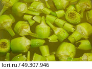 Artichoke hearts soaking in water to get clean. Стоковое фото, агентство Ingram Publishing / Фотобанк Лори