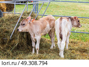 young calf of Swiss cattle breed. Стоковое фото, фотограф Ольга Сейфутдинова / Фотобанк Лори