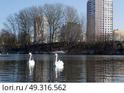 Лебединая пара. Беларусь, Минск, ул. Корзюки, река Свислочь. Стоковое фото, фотограф Валерия Сасим / Фотобанк Лори