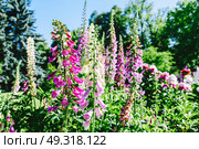 Pink Digitalis Foxgloves Plant Flowers In Garden. Стоковое фото, агентство Ingram Publishing / Фотобанк Лори
